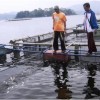 Petani ikan Japung di Waduk Darma saat melihat ribuan ikan mati di jaring apung miliknya.